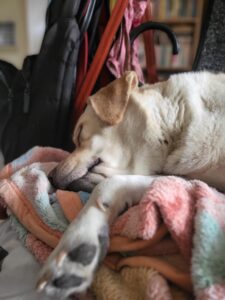 a labrador napping