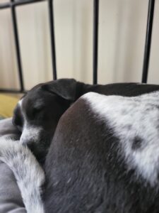 a dog sleeping